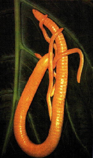 Caecilian Larvae